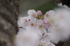 花曇りの桜