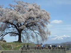 ワニ塚の桜