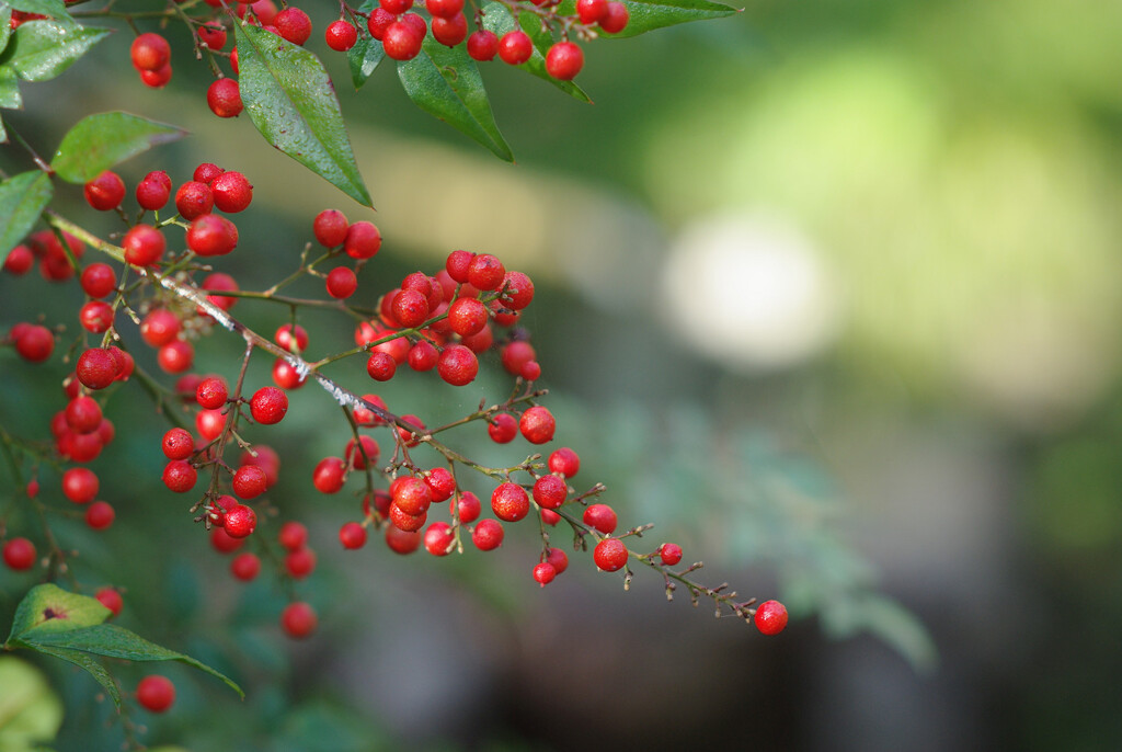 南天の赤い実