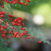 南天の赤い実