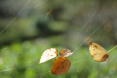 木枯らし吹く前日