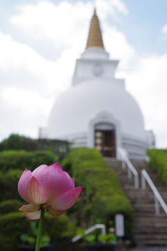 モスクの花