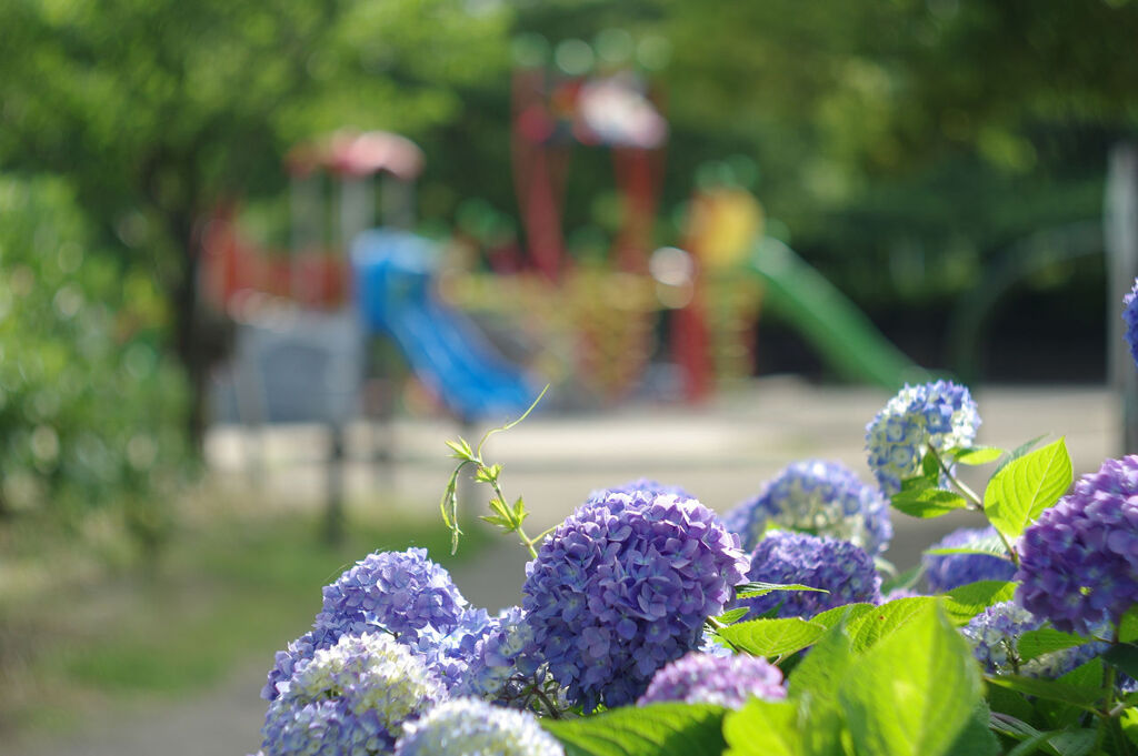 児童公園のアジサイ