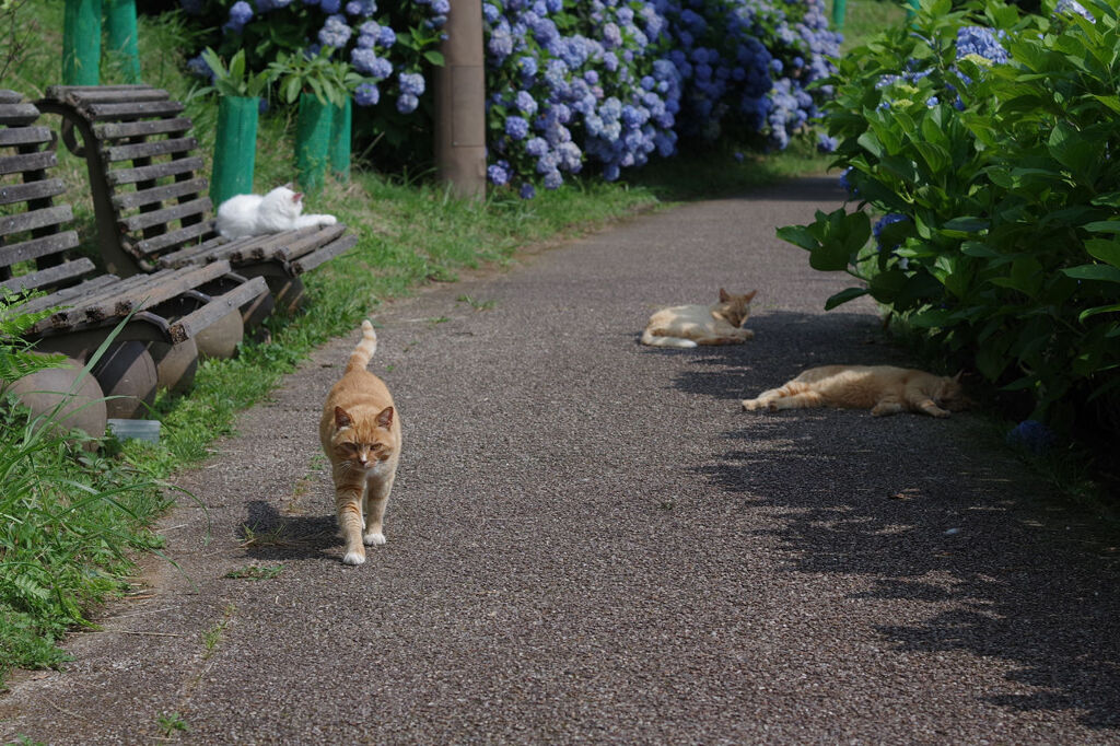 ねこ通り