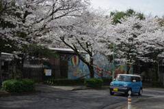 桜咲く通り