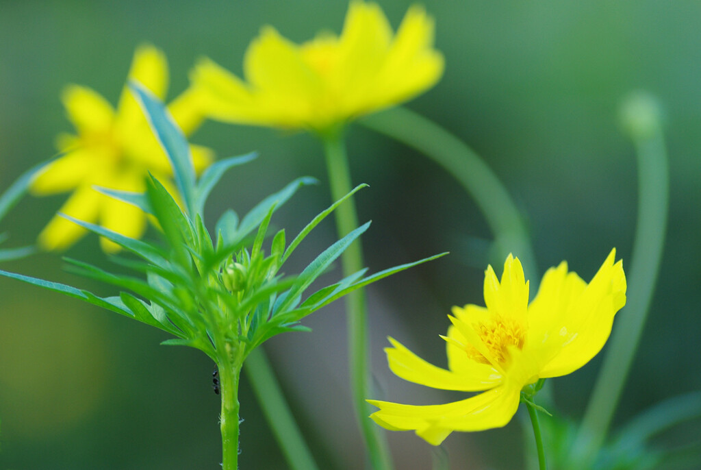 朝の花壇