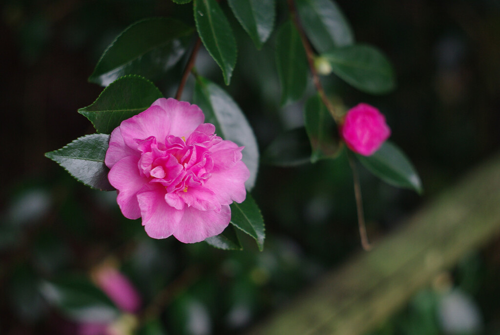 山茶花