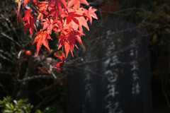 紅葉と石碑