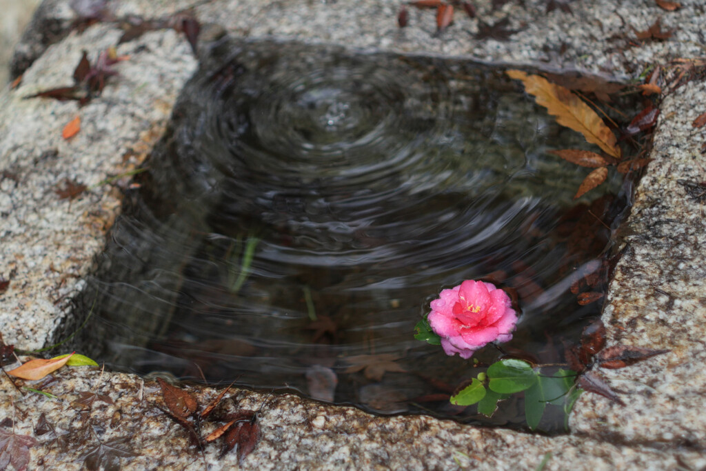 手水鉢の花