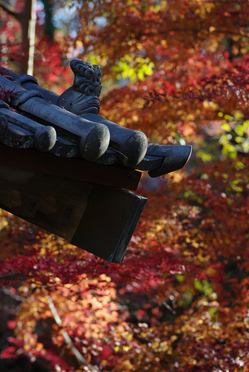 屋根と紅葉