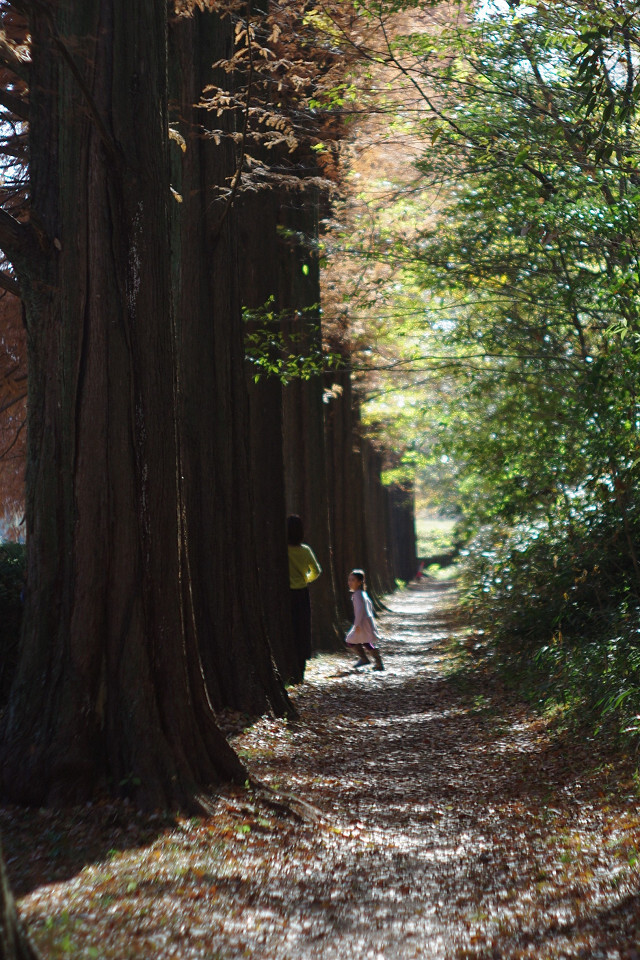 いつか見た光景