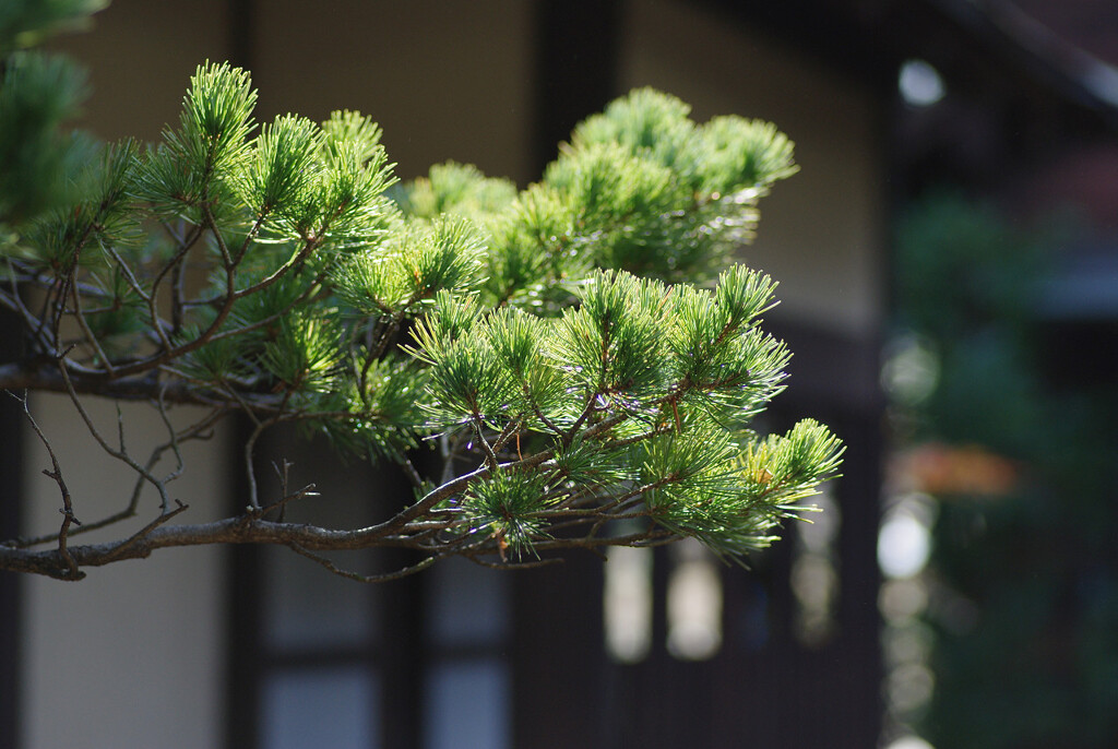 お屋敷の松