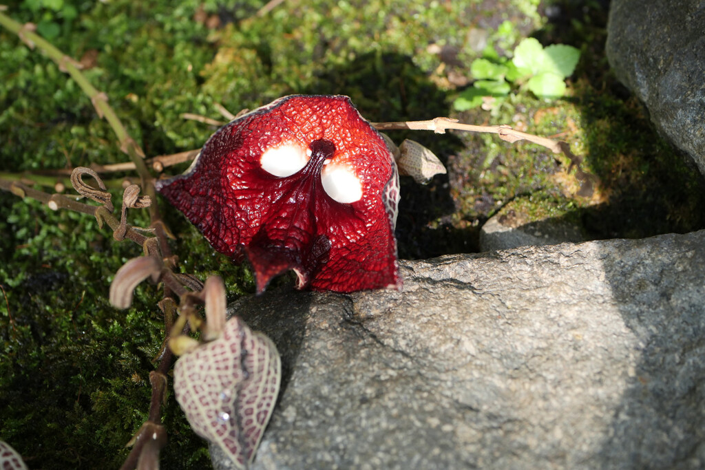 アリストロキア　サルバドレンシス