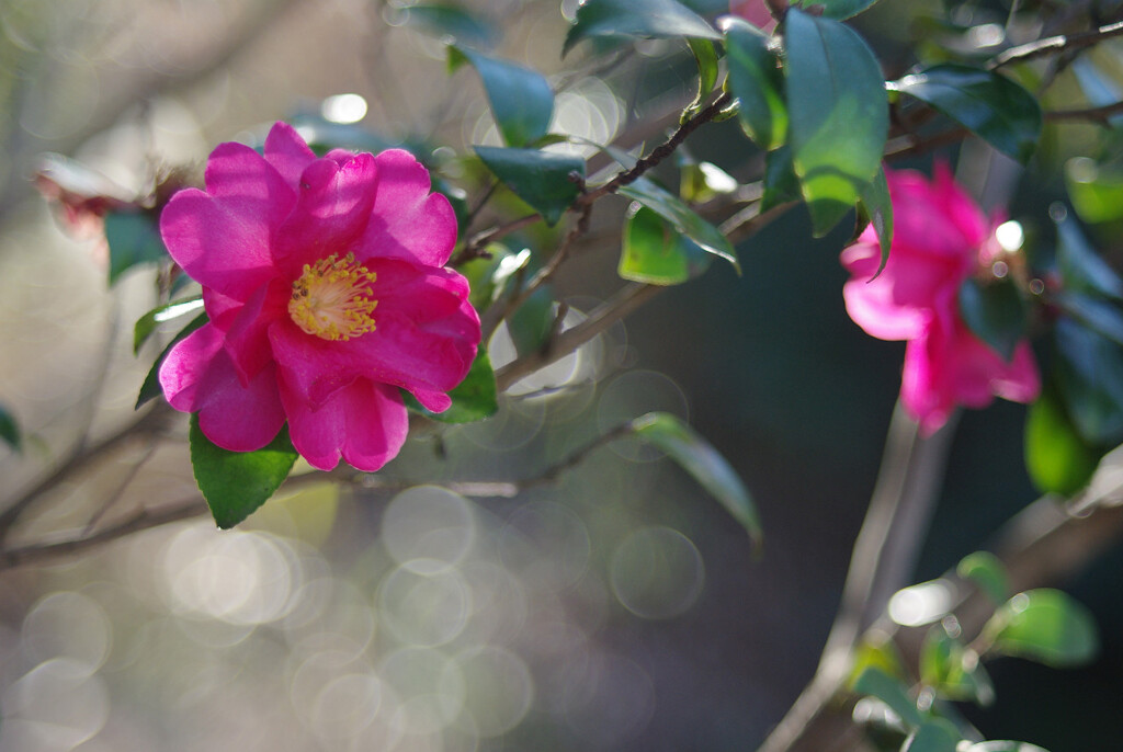 バブルボケレンズで山茶花