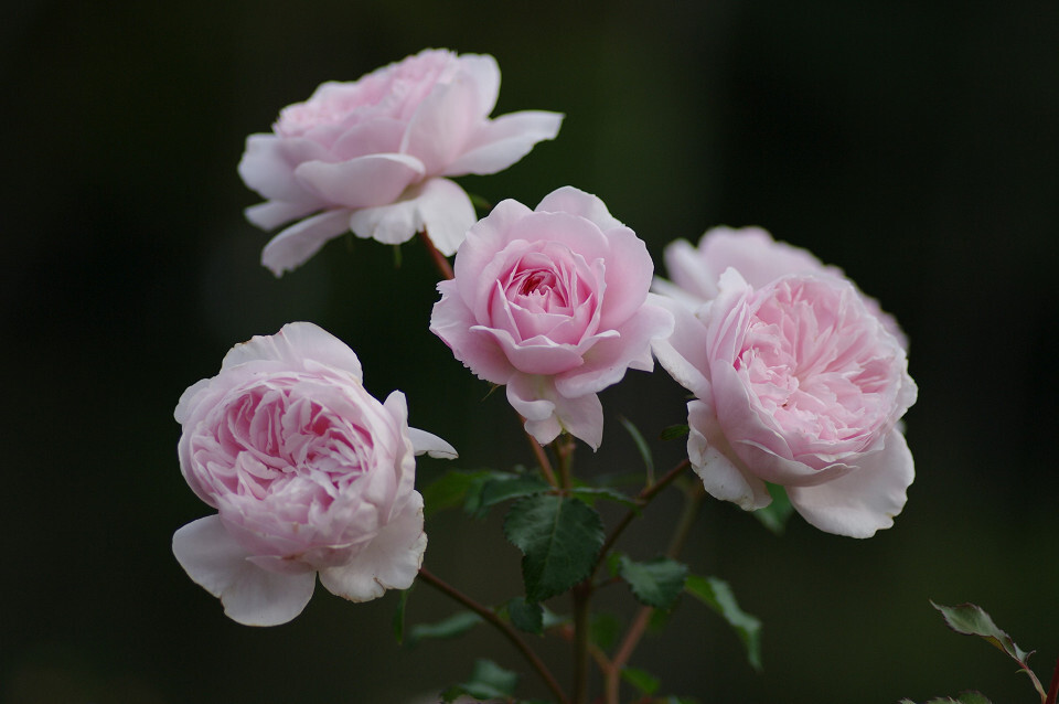 秋の薔薇