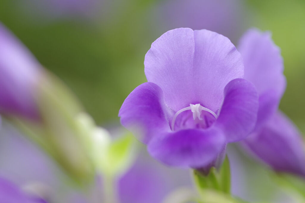 薄紫の花