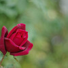 夢見る赤いバラ