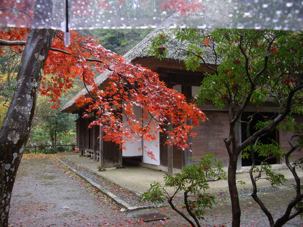 雨の日さんぽ