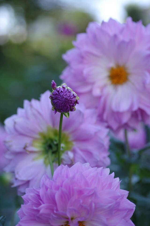 次はワタシの番