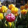 チューリップ