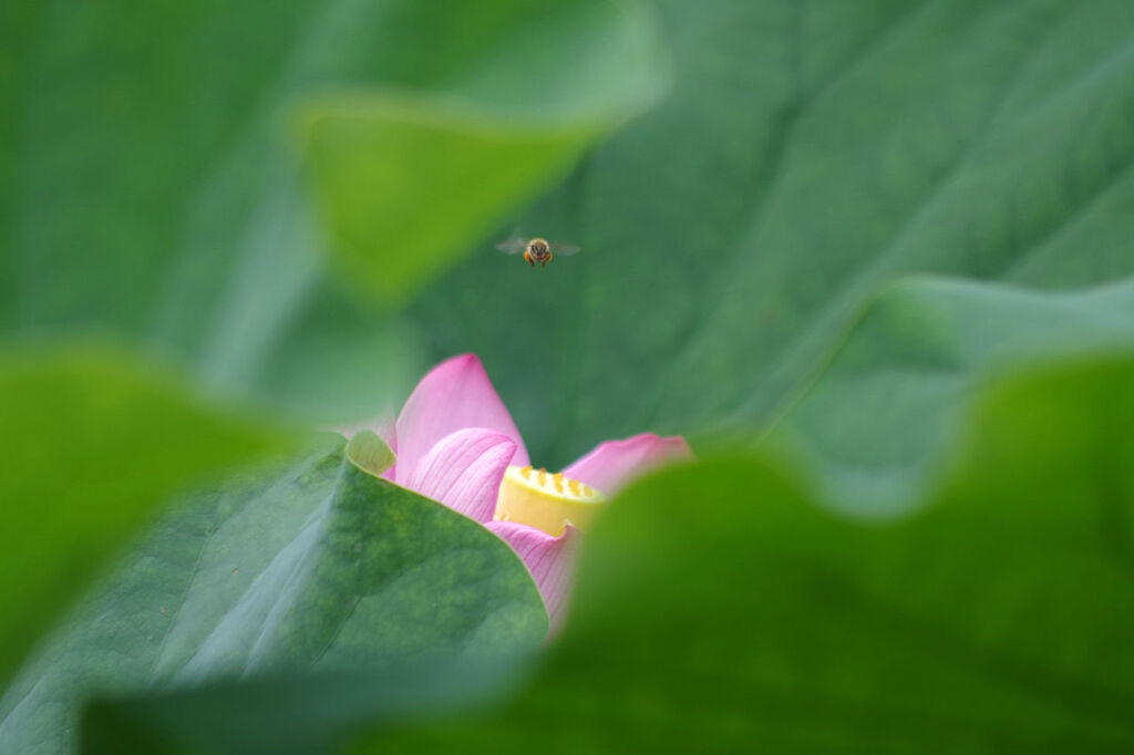 ハスが咲いた