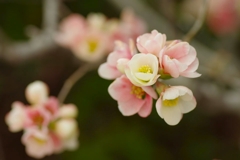 ぼけの花