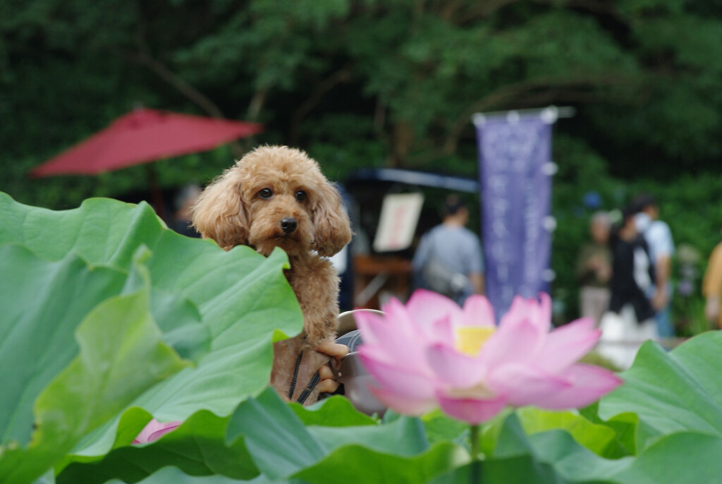 蓮の花観賞