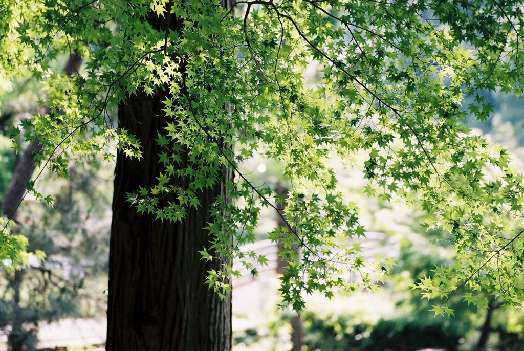 青もみじ (ﾌｨﾙﾑ）