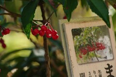 キラリまんりょう