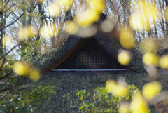 ロウバイ越しに