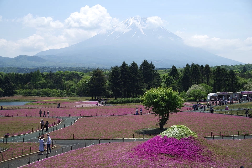 今日の富士山3