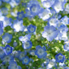 ネモフィラブルー