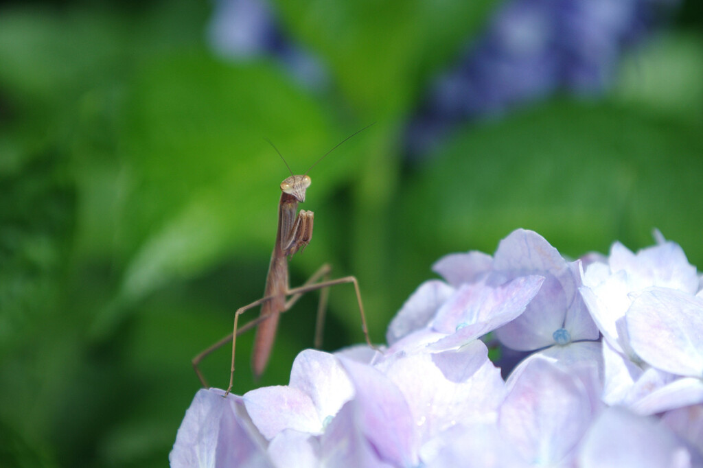 花の舞台