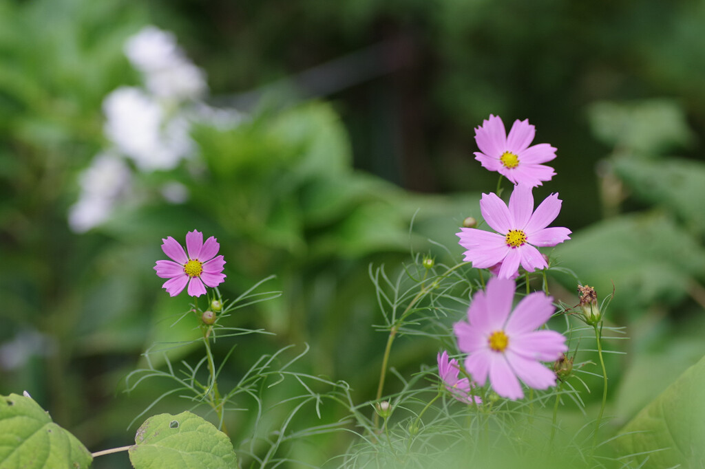 お花を探して1