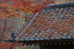 秋が積もってた