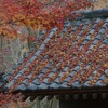 秋が積もってた