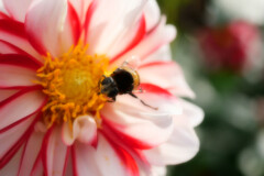 見~た~な~ 見~た~な~