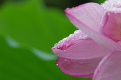 雨に濡れた花