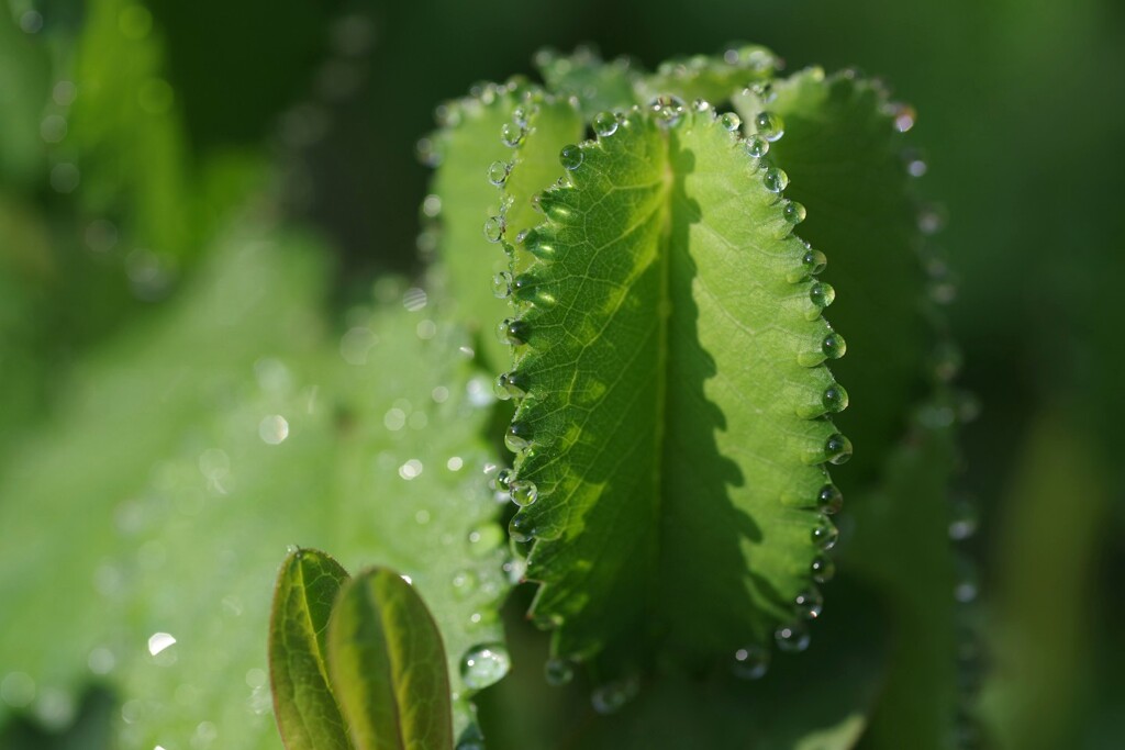 雨粒のアクセサリー