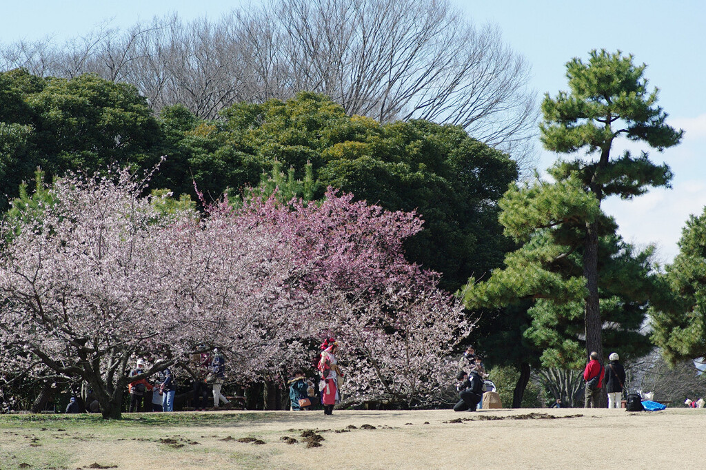 一足早い春の公園