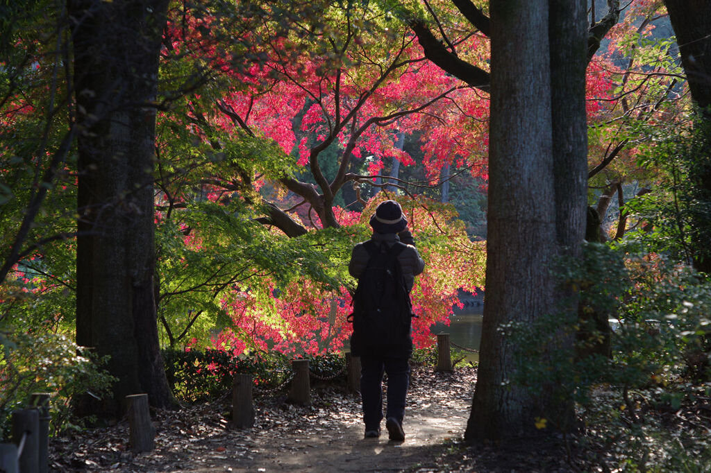 紅葉狩り