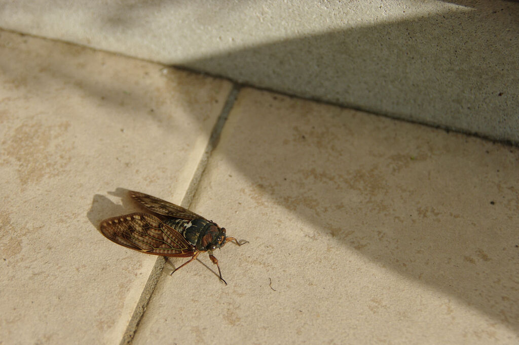 玄関前にいたセミ