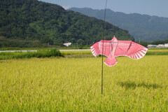 お米守ってます