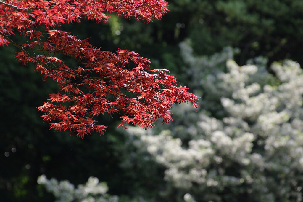 春の紅葉