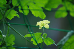ゴーヤの花