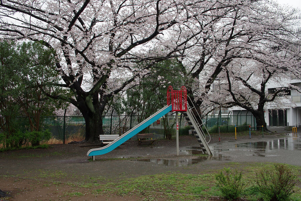 雨の公園