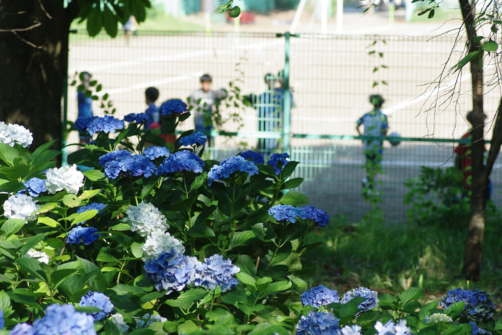 あじさいとサッカーキッズ