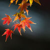 もみじ