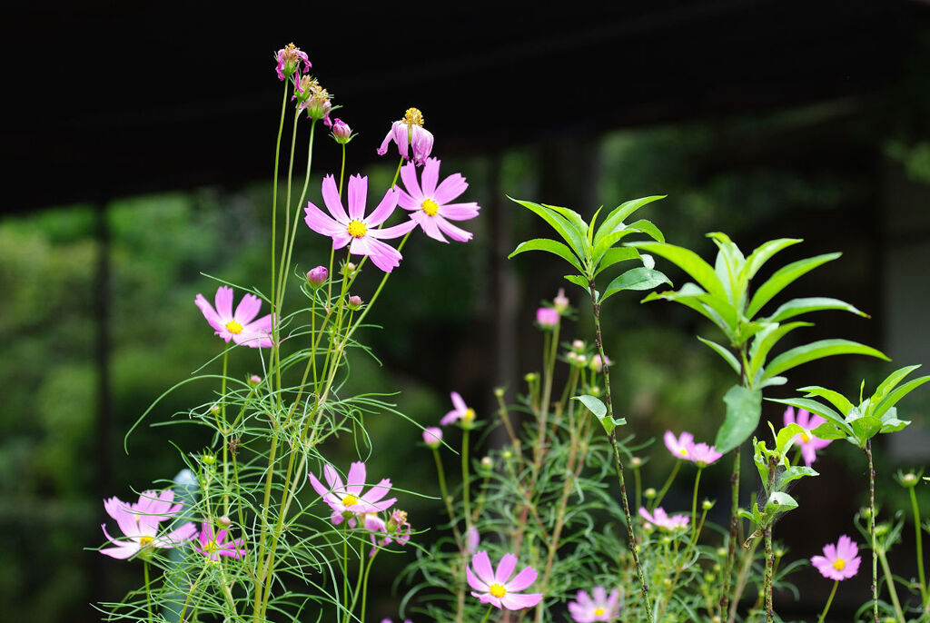 茶屋のお花