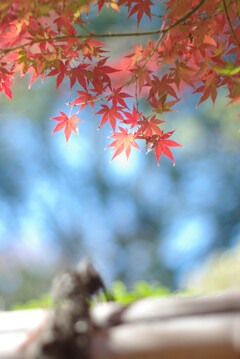 秋の朝のもみじ